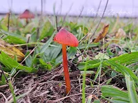 Scharlaken wasplaat [Hygrocybe coccinea]